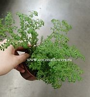 Пилея мелколистная KR1210 купить в Москве