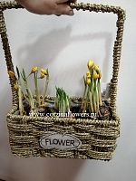15 крокусов в корзине FLOWER KM318 купить в Москве