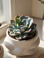 Эхеверия Мистери — загадочная красота для вашего интерьера KR1110 купить в Москве