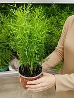 Аспарагус денсифлорус Спренгери папоротник KR268 купить в Москве