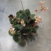 Бегония Буллатифолия новинка KR3572 купить в Москве