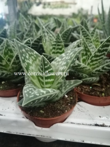  Алоэ Вариегата (Пестрое алоэ) — природный орнамент в горшке KR1120 купить в Москве