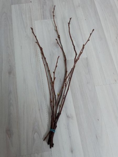 Прунус Альба плена ветки SR223 купить в Москве фото 4