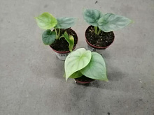 Алоказия Сильвер Драгон (Alocasia Silver Dragon), редкое коллекционное растение, серебристо-зелёные листья KR307 купить в Москве