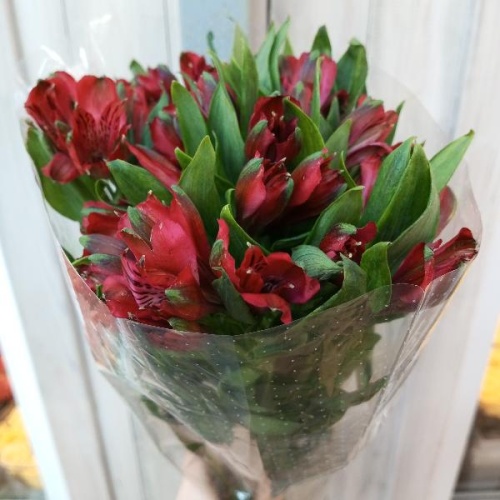 Альстромерия Надя — срезка для стойких букетов и нежных композиций SR1077 купить в Москве фото 2