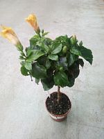 Гибискус желтый штамб 70-90см DZ325 купить в Москве