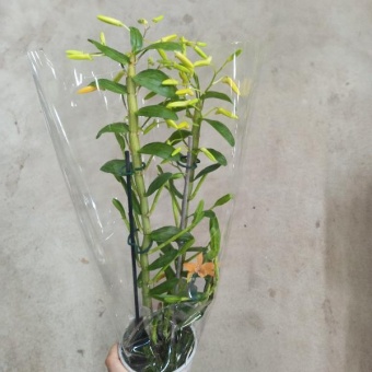 Орхидея дендробиум стардаст оранжевый гибрид 12 Корзина Цветов https://corzinaflowers.ru/catalog/komnatnye_rasteniya_i_tsvety/orkhidei_komnatnye/dendrobium_v_gorshke/2197/