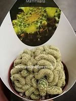 Маммиллярия удлинённая Лемон кристата кактус KR966 купить в Москве