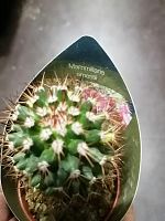 Маммилярия Эмести кактус KR2894 купить в Москве