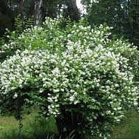 Чубушник лемуана Аваланш (Лавина) саженец OG1660 купить в Москве