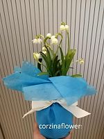 Подснежник Белоцветник 9 луковиц в голубом фетре KM640 купить в Москве