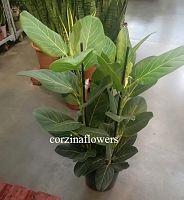 Фикус бенгальский Одри 60-80 см KR1513 купить в Москве