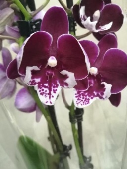 Фаленопсис биг лип гибрид 596 орхидея 12см