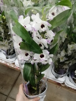 Орхидея дендробиум нобиле бело-розовый сонг О206 https://corzinaflowers.ru/catalog/komnatnye_rasteniya_i_tsvety/3229/