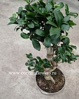 Фикус микрокарпа Гинсенг 50-60 S-type KR1090 купить в Москве