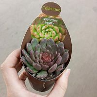 Граптоверия Башфул суккулент KR3369 купить в Москве