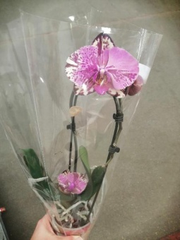 Фаленопсис Вайолет Спотти каскад орхидея 9см