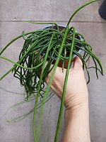 Рипсалис Микранта Хейделберг кактус KR4003 купить в Москве