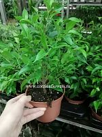 Фикус Бенджамина Наташа KR1261 купить в Москве