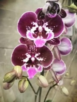Орхидея фаленопсис биг лип О727 купить в Москве