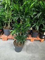 Драцена Анита карусель 110-130см KR2486 купить в Москве