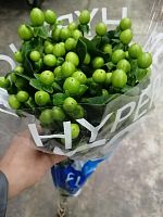 Гиперикум Коко Бамбу — зелёные ягоды в срезке для стильных букетов SR799 купить в Москве
