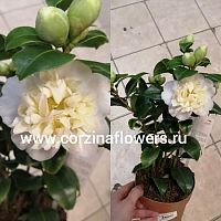 Камелия желтая Брусфильдс в горшке DZ181 купить в Москве