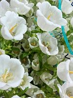 Кампанула «Чемпион» белая — срезка премиум-класса | Элегантный колокольчик для свадебных и стильных букетов SR1228 купить в Москве