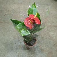 Антуриум Андреанум Каспаро DZ924 купить в Москве