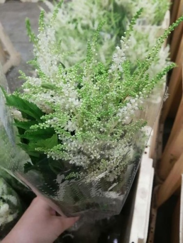 Астильба белая "Вашингтония" — пушистый цветок в срезке | Для свадебных и нежных букетов SR492 купить в Москве фото 2