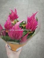 Целозия Пинк в горшке OG446 купить в Москве
