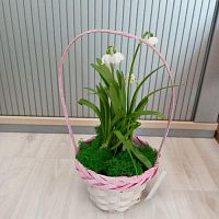 7 луковиц Белоцветника в корзине Пинк KM839 купить в Москве