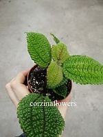 Пилея Мун Вэлли KR2132 купить в Москве