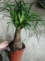 Нолина рекурвата штамб 40-50см пальма KR3011 купить в Москве