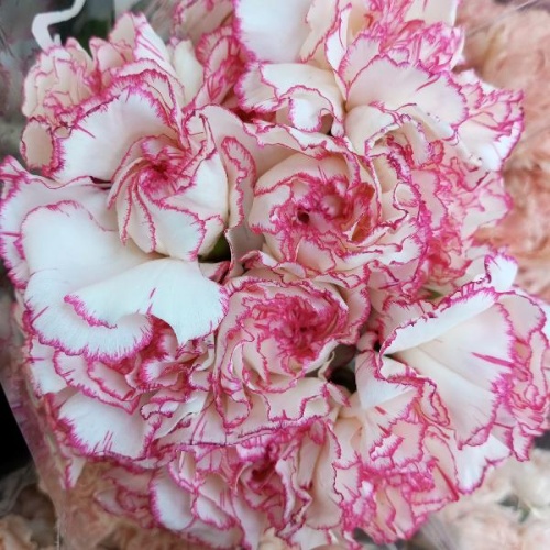 Диантус (гвоздика) Пастел Дамаскус срезка SR1081 купить в Москве