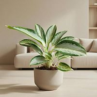 Аглаонема Сильвер блу KR2957 купить в Москве