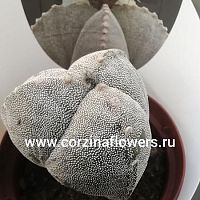 Астрофитум Мириостигма Трикостатум кактус KR1013 купить в Москве