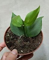 Хойя Полинерва (Hoya polyneura) DZ990 купить в Москве