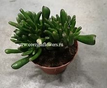 Крассула Овата Хоббит суккулент KR457 купить в Москве