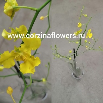 Орхидея Онцидиум Oncidium Gibrid О74
