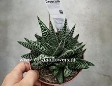 Гастерхавортия Роял Хайнесс суккулент KR175 купить в Москве