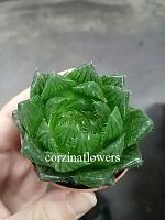 Хавортия Купера Пиктурата суккулент KR2099 купить в Москве