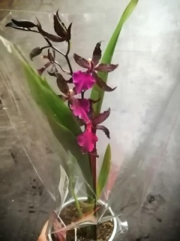 Орхидея черная Камбрия Колманара Массаи рэд 