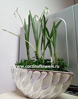 11 луковичных подснежников в кашпо Волна KM187 купить в Москве