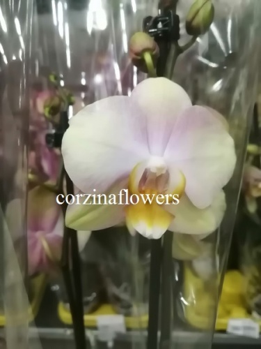 Фаленопсис Сара бланш орхидея О409 Фаленопсис Сара бланш орхидея О409 купить в Москве