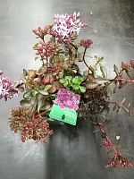 Седум Спуриум Фулдаглут KR2804 купить в Москве