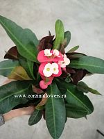 Кактус Эуфорбия Милли красно-желтая KR281 купить в Москве