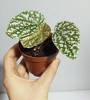 Бегония листовая Сноукэп KR4035 купить в Москве