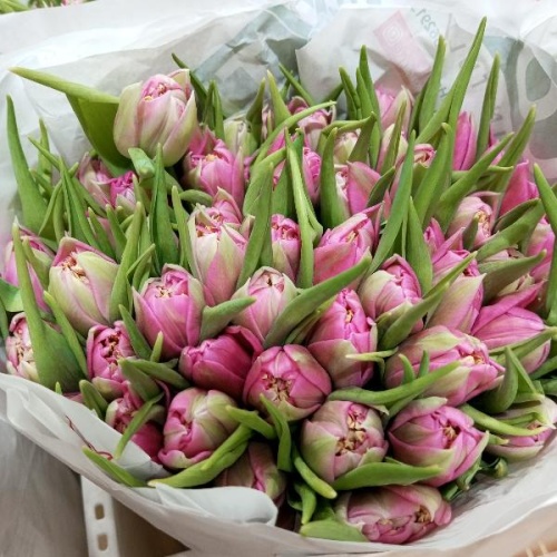 Тюльпан дв Дрессинг срезка SR1059 купить в Москве