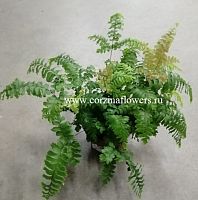 Адиантум Фулвум папоротник KR206 купить в Москве